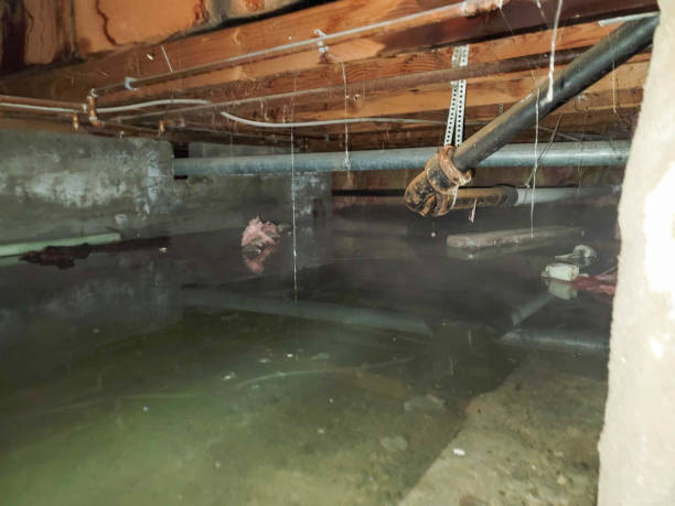Best Local water damage restoration  in Morris, MN